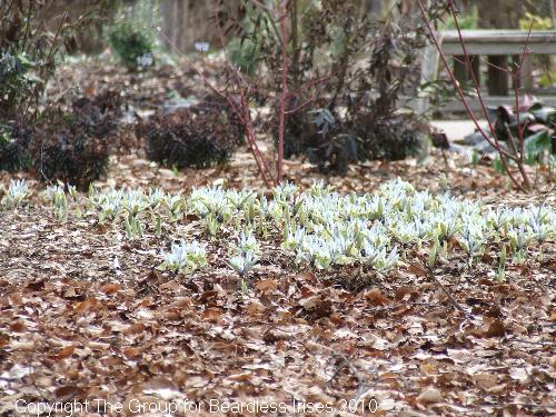 dunhammassey (05)